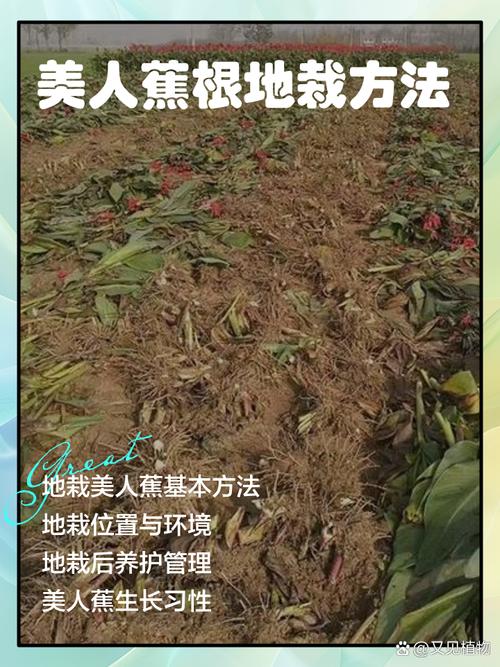 紫叶美人蕉的养殖方法及注意事项？紫叶美人蕉的养殖方法及注意事项图片？-第6张图片-优品飞百科