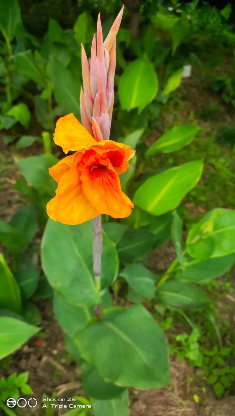 紫叶美人蕉的养殖方法及注意事项？紫叶美人蕉的养殖方法及注意事项图片？-第7张图片-优品飞百科