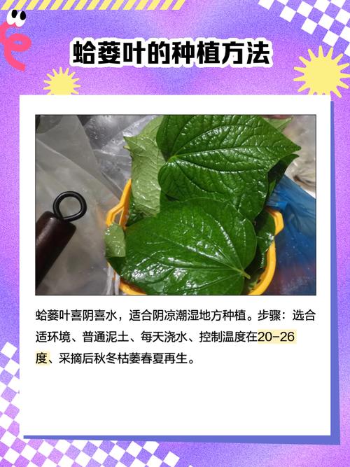 秋天开花的植物有哪些，春天种什么花