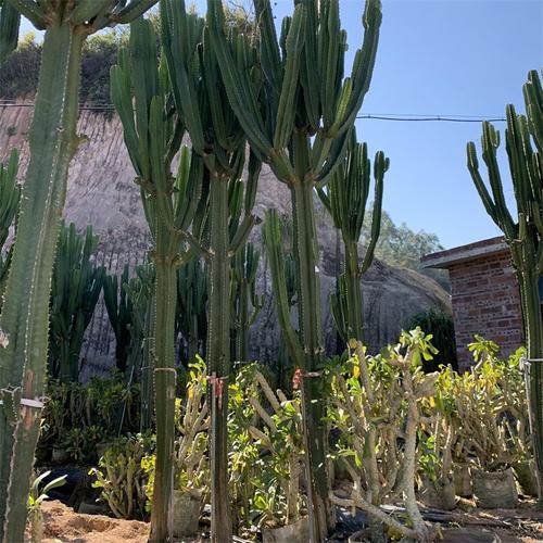 大戟阁锦长什么样，大戟武器图片？-第1张图片-优品飞百科