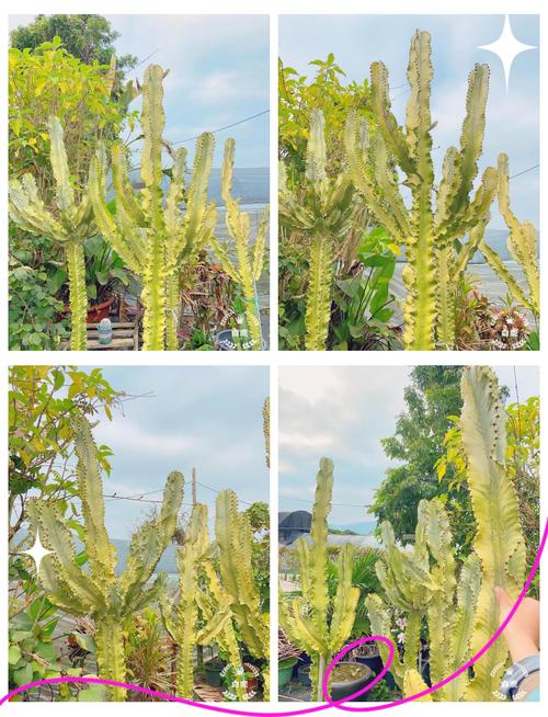 大戟阁锦长什么样，大戟武器图片？-第3张图片-优品飞百科