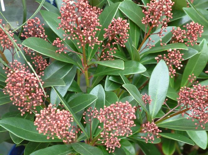 大戟阁锦长什么样，大戟武器图片？-第4张图片-优品飞百科