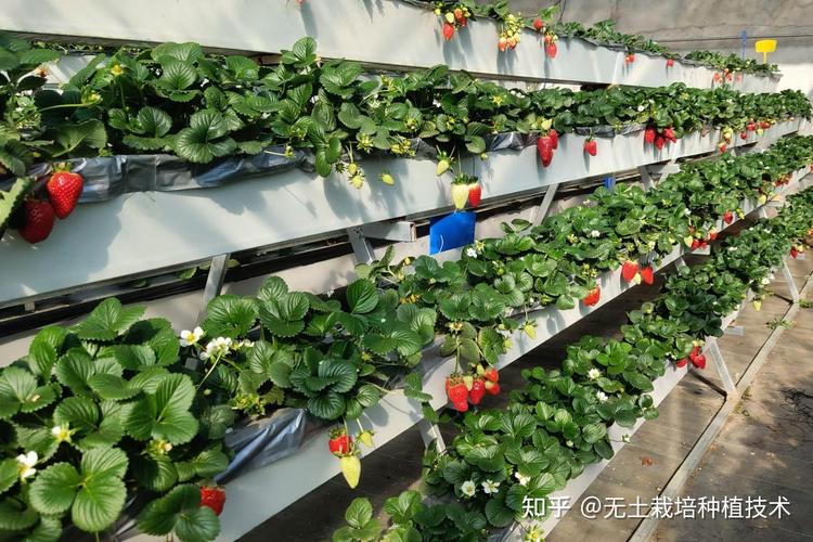 草莓无土栽培方法，草莓无士栽培-第1张图片-优品飞百科