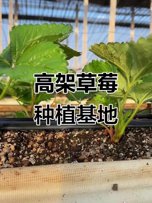 草莓无土栽培方法，草莓无士栽培-第2张图片-优品飞百科