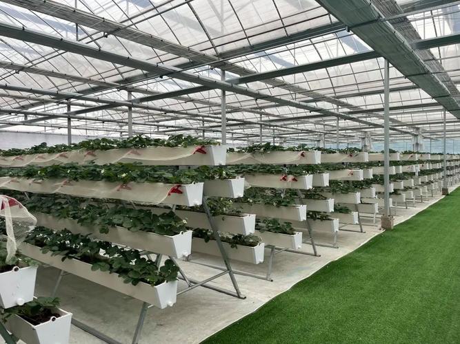 草莓无土栽培方法，草莓无士栽培-第5张图片-优品飞百科