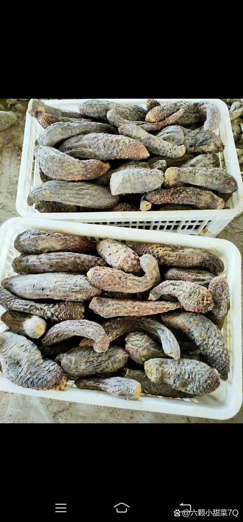 关于野生肉苁蓉怎么辨别，多少钱一斤的信息-第2张图片-优品飞百科