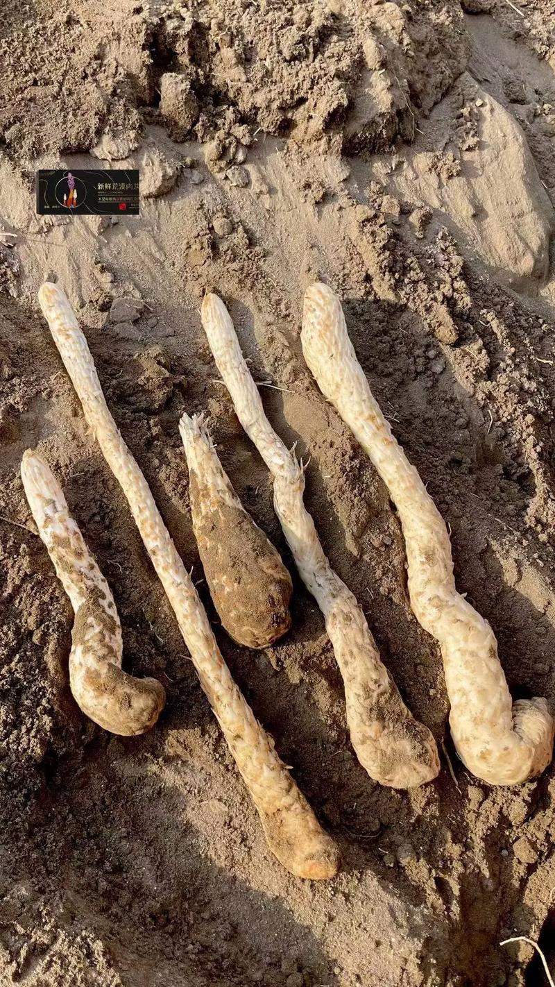 关于野生肉苁蓉怎么辨别，多少钱一斤的信息-第3张图片-优品飞百科