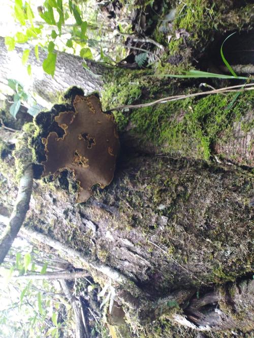 什么树上有桑黄，什么样的桑树上长桑黄-第2张图片-优品飞百科