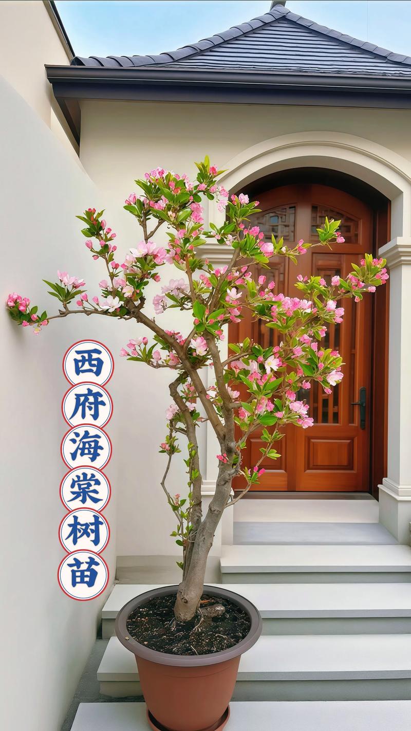 西府海棠有毒吗，能在家养吗？，西府海棠养护和病虫害-第4张图片-优品飞百科