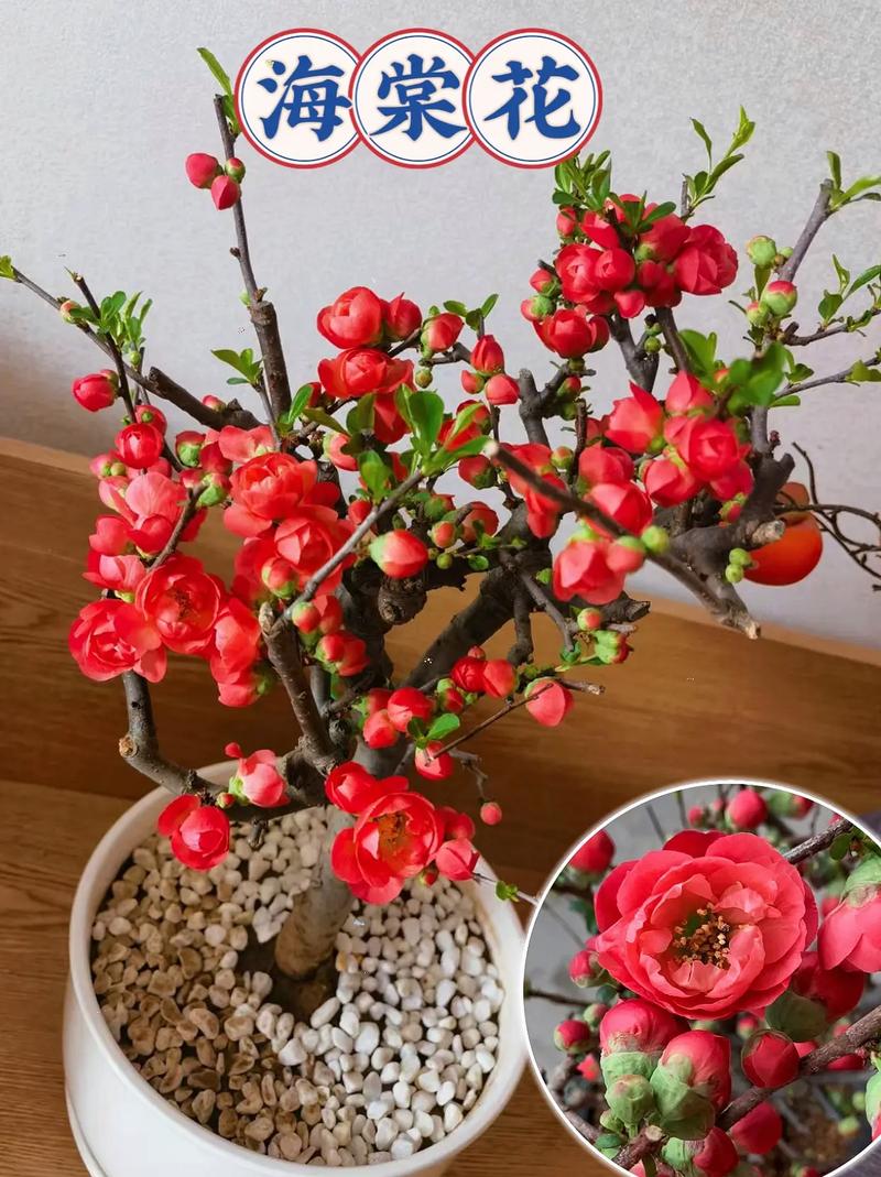 西府海棠有毒吗，能在家养吗？，西府海棠养护和病虫害-第6张图片-优品飞百科