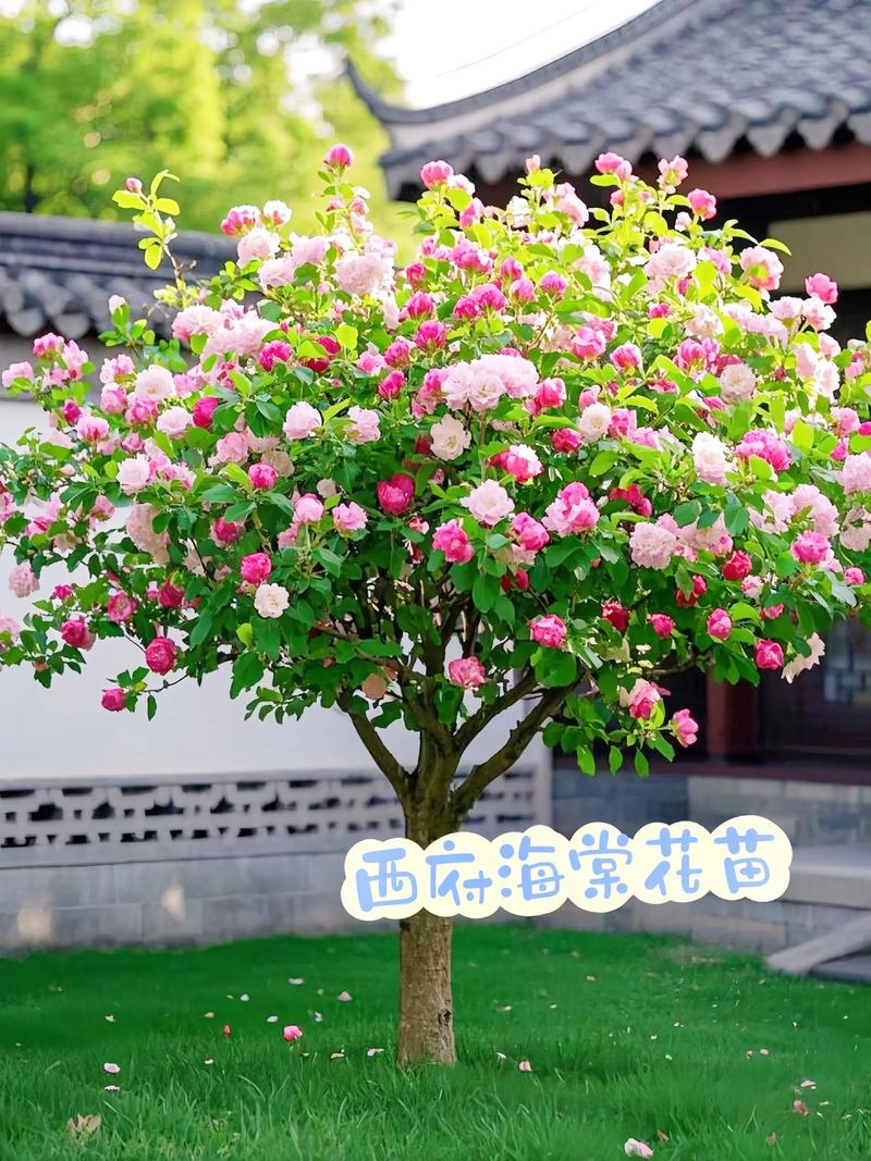 西府海棠有毒吗，能在家养吗？，西府海棠养护和病虫害-第7张图片-优品飞百科