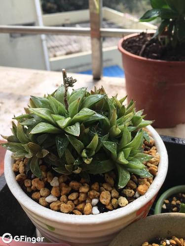 青鸟寿的养殖方法和注意事项？青鸟可以养吗？-第1张图片-优品飞百科