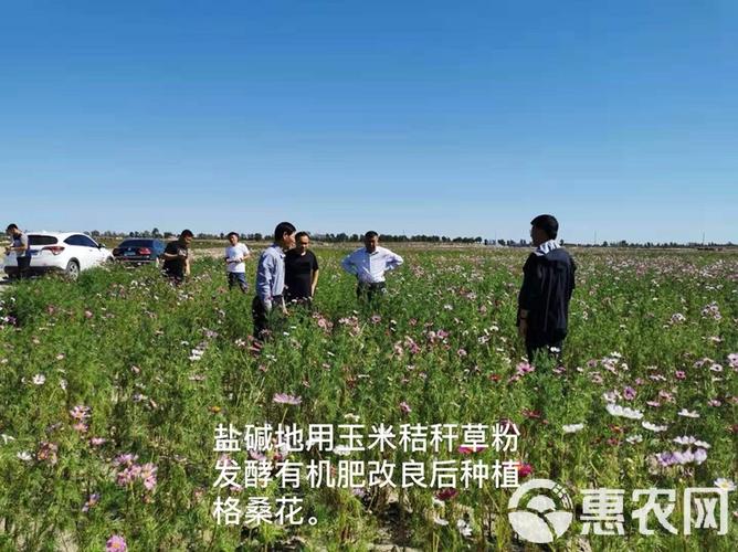 玉米秸秆发酵有机肥，玉米秸秆发酵有机肥氮磷钾的含量是多少？-第4张图片-优品飞百科