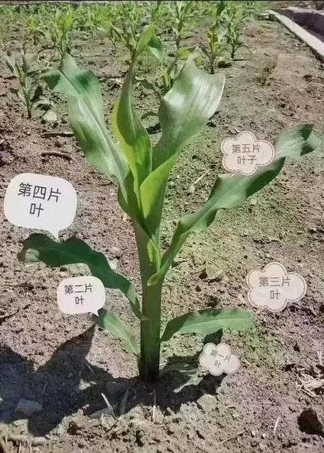 玉米秸秆发酵有机肥，玉米秸秆发酵有机肥氮磷钾的含量是多少？-第6张图片-优品飞百科