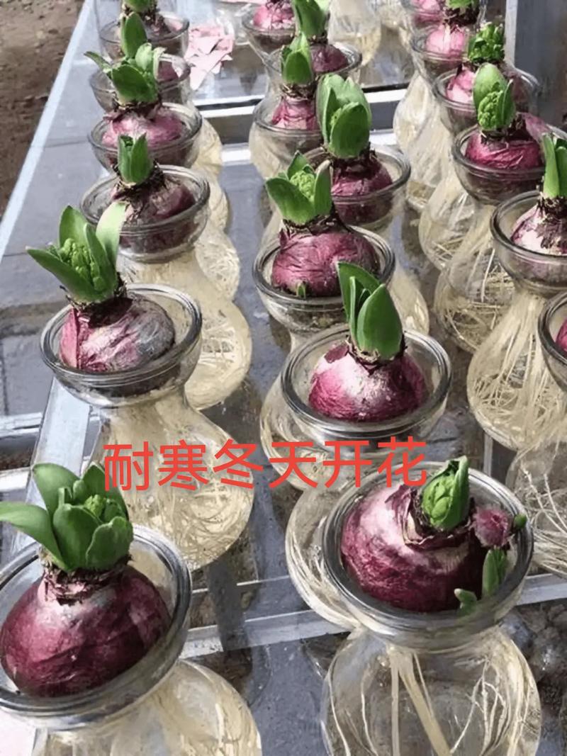 风信子可以水培吗，风信子水培注意事项-第3张图片-优品飞百科