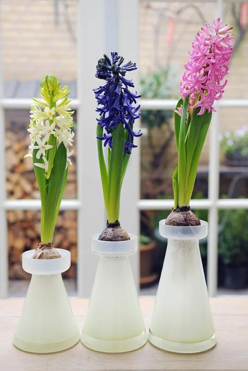 风信子可以水培吗，风信子水培注意事项-第4张图片-优品飞百科