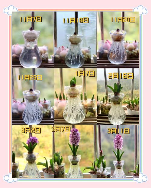 风信子可以水培吗，风信子水培注意事项-第5张图片-优品飞百科