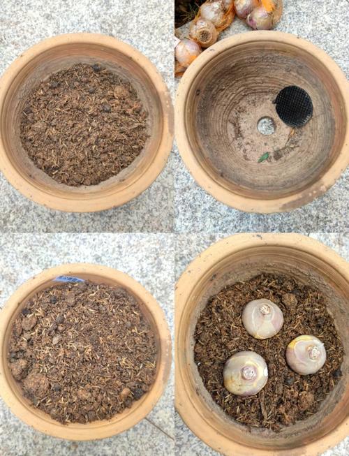 风信子可以水培吗，风信子水培注意事项-第6张图片-优品飞百科