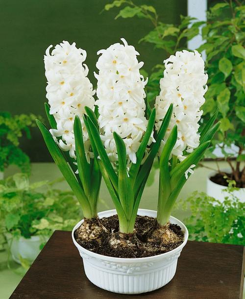 风信子可以水培吗，风信子水培注意事项-第8张图片-优品飞百科