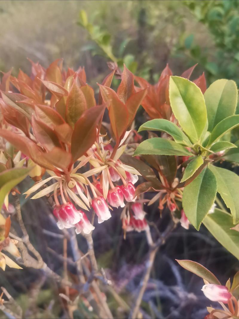 悬铃花能家养吗？悬铃花属？-第1张图片-优品飞百科