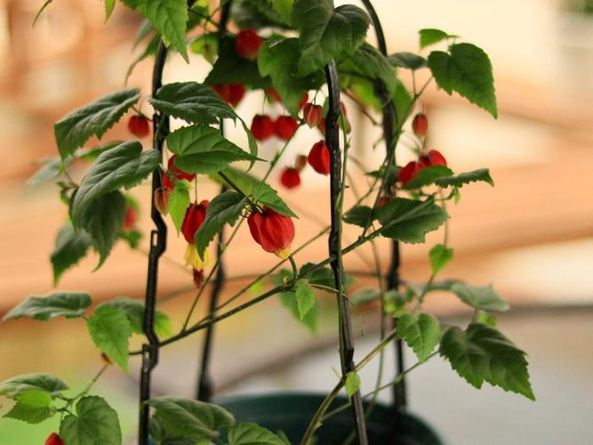 悬铃花能家养吗？悬铃花属？-第2张图片-优品飞百科