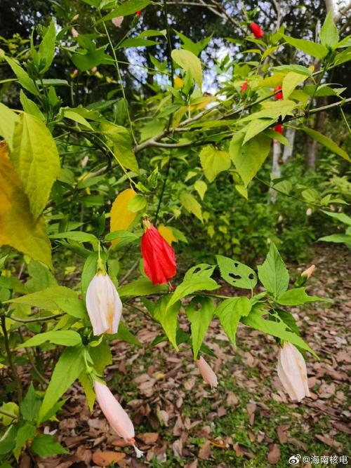 悬铃花能家养吗？悬铃花属？-第3张图片-优品飞百科