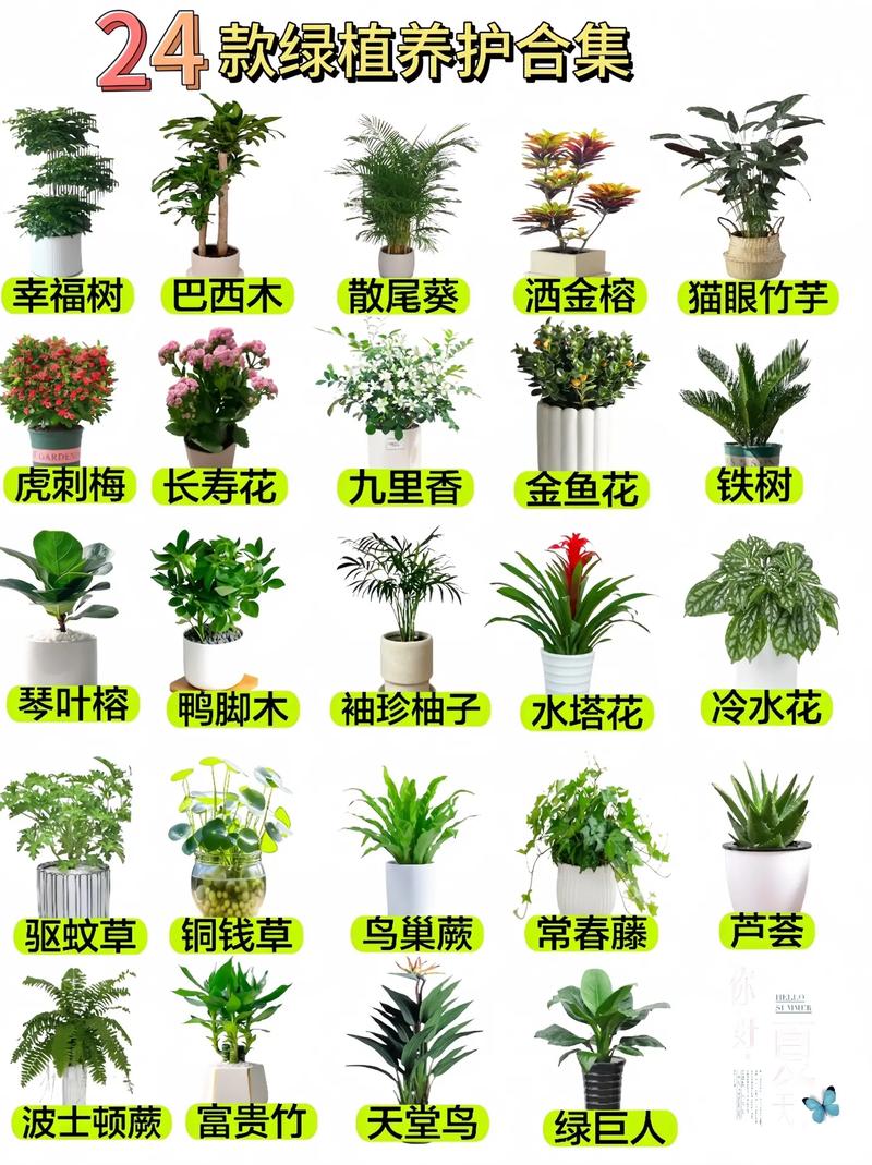 悬铃花能家养吗？悬铃花属？-第4张图片-优品飞百科