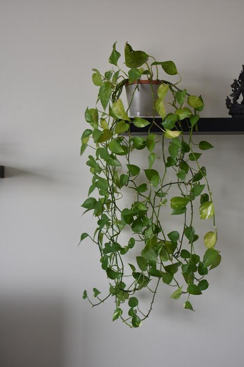 悬铃花能家养吗？悬铃花属？-第5张图片-优品飞百科