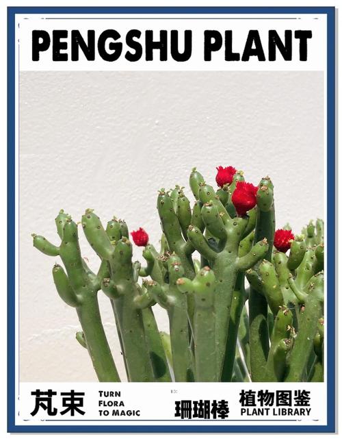 光棍树干瘪了怎么办，光棍树干枯皱了怎么办?？-第1张图片-优品飞百科