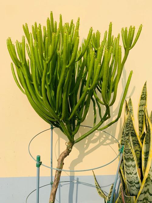 光棍树干瘪了怎么办，光棍树干枯皱了怎么办?？-第2张图片-优品飞百科