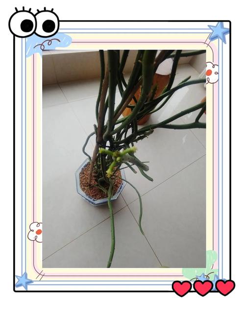 光棍树干瘪了怎么办，光棍树干枯皱了怎么办?？-第3张图片-优品飞百科