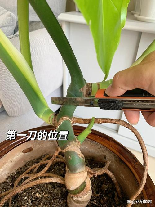 光棍树干瘪了怎么办，光棍树干枯皱了怎么办?？-第4张图片-优品飞百科