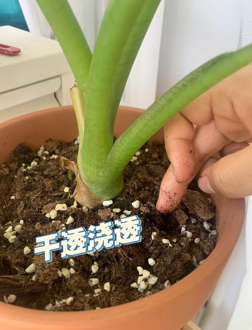 光棍树干瘪了怎么办，光棍树干枯皱了怎么办?？-第5张图片-优品飞百科