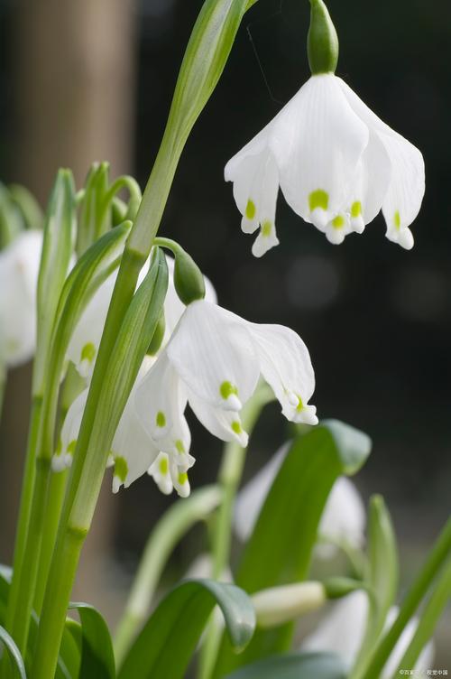 雪滴花的养殖方法和注意事项？雪滴花好养吗?？-第1张图片-优品飞百科