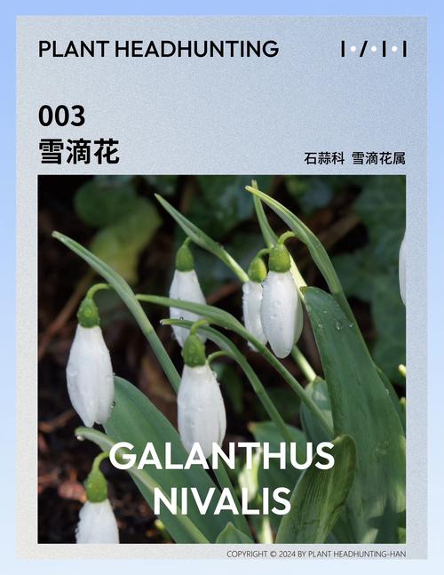 雪滴花的养殖方法和注意事项？雪滴花好养吗?？-第2张图片-优品飞百科