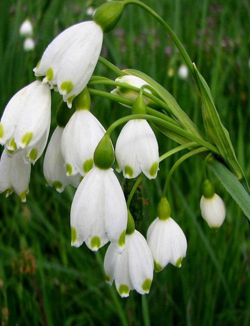 雪滴花的养殖方法和注意事项？雪滴花好养吗?？-第3张图片-优品飞百科