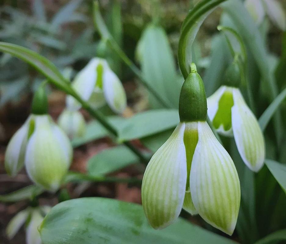 雪滴花的养殖方法和注意事项？雪滴花好养吗?？-第5张图片-优品飞百科
