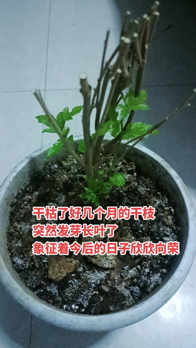 平安树锯了还能活吗，平安树砍了还长吗？-第1张图片-优品飞百科
