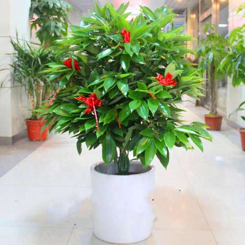 平安树锯了还能活吗，平安树砍了还长吗？-第2张图片-优品飞百科