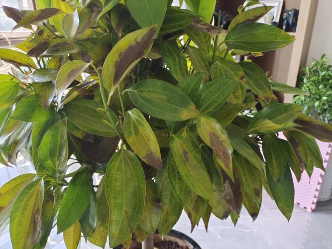 平安树锯了还能活吗，平安树砍了还长吗？-第3张图片-优品飞百科