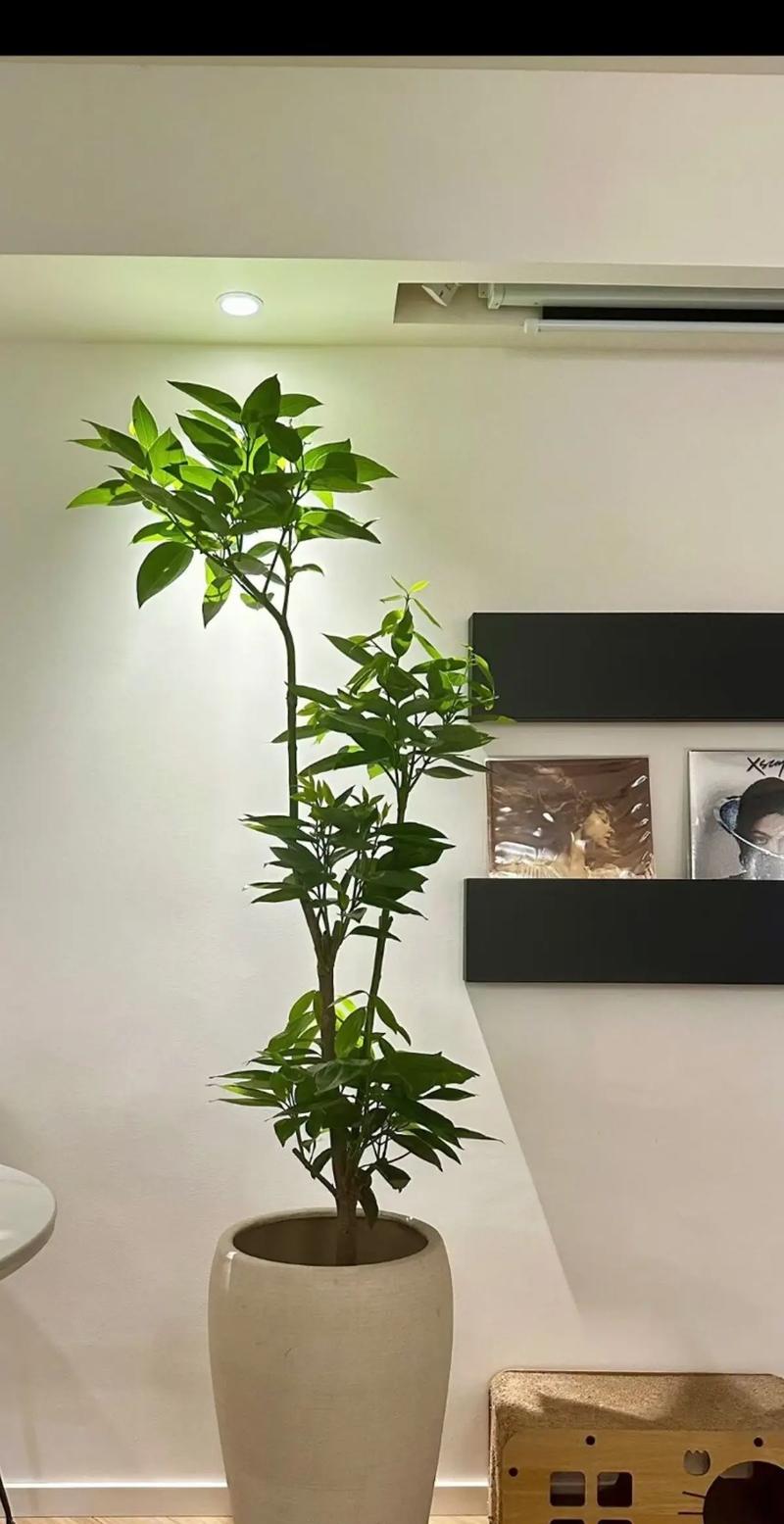 平安树锯了还能活吗，平安树砍了还长吗？-第4张图片-优品飞百科