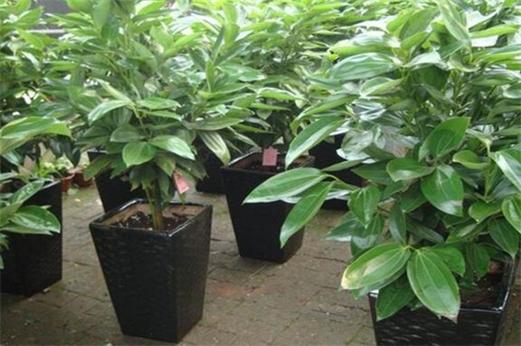 平安树锯了还能活吗，平安树砍了还长吗？-第5张图片-优品飞百科