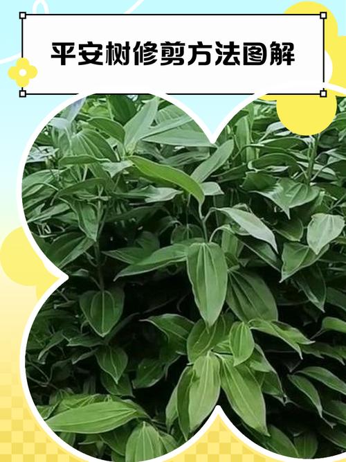 平安树锯了还能活吗，平安树砍了还长吗？-第6张图片-优品飞百科