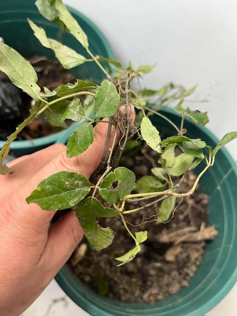 三叶青的养殖方法和注意事项，三叶青怎么养？-第1张图片-优品飞百科