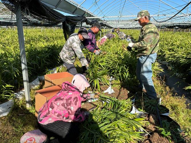 三叶青的养殖方法和注意事项，三叶青怎么养？-第2张图片-优品飞百科