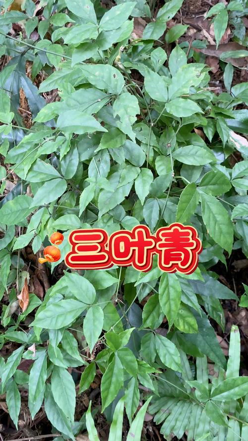 三叶青的养殖方法和注意事项，三叶青怎么养？-第3张图片-优品飞百科