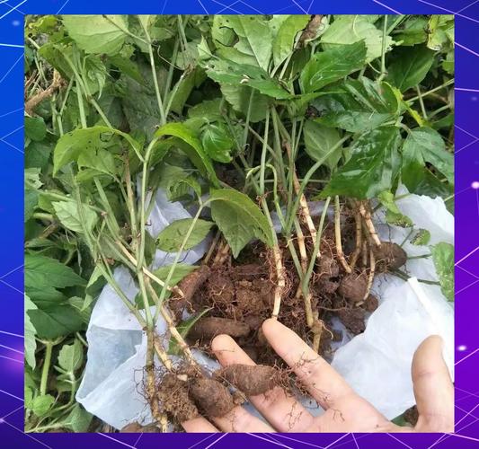 三叶青的养殖方法和注意事项，三叶青怎么养？-第4张图片-优品飞百科