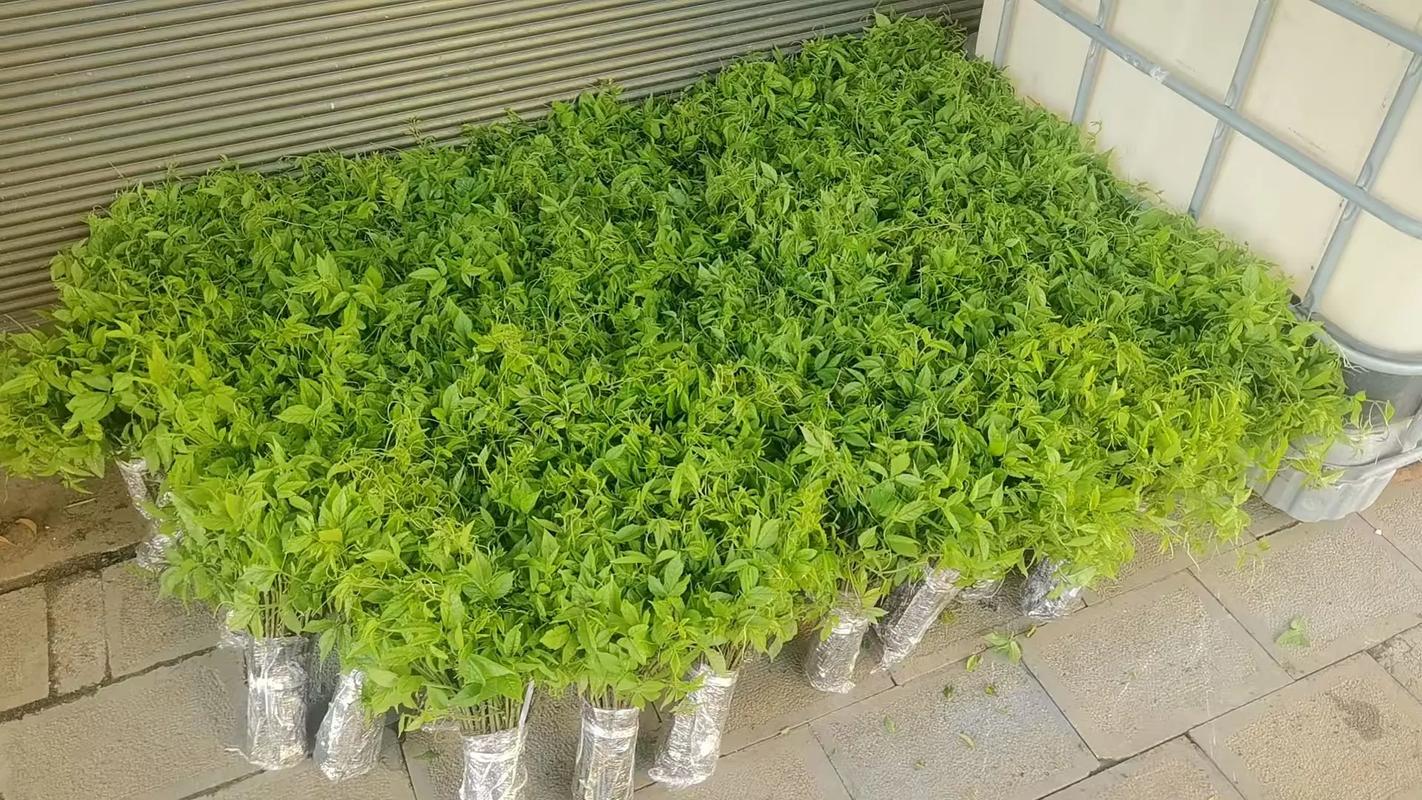 三叶青的养殖方法和注意事项，三叶青怎么养？-第5张图片-优品飞百科