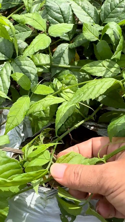 三叶青的养殖方法和注意事项，三叶青怎么养？-第6张图片-优品飞百科