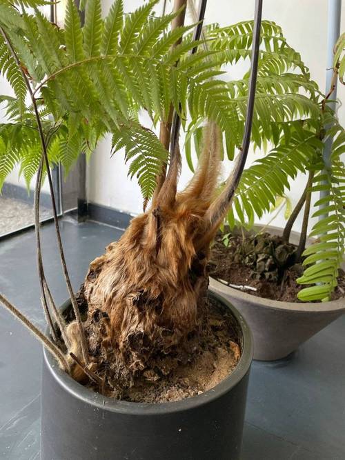 我国的八种国宝植物，八大国宝植物-第1张图片-优品飞百科